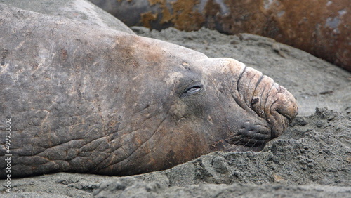 Male southern elephant seal (Mirounga leonina) in a colony in Gold Harbor, South Georgia Islands
