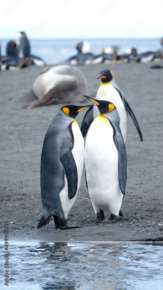Obraz premium King penguins (Aptenodytes patagonicus) on the beach in Gold Harbor, South Georgia Islands