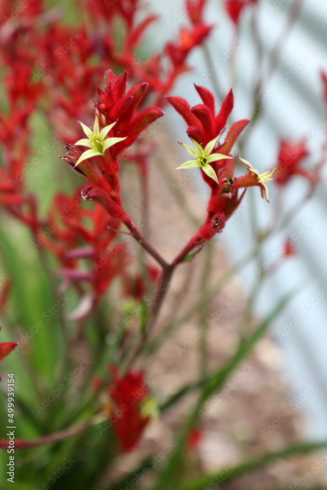 Beautiful red and yellow kangaroo paw native flowers in Queensland Australia Beautiful red and yellow kangaroo paw native flowers in Queensland Australia