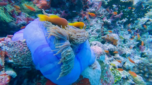 Pair of Maldive anemonefish amphiprion nigripes in blue magnificent sea anemone heteractis magnifica on tropical reef photo