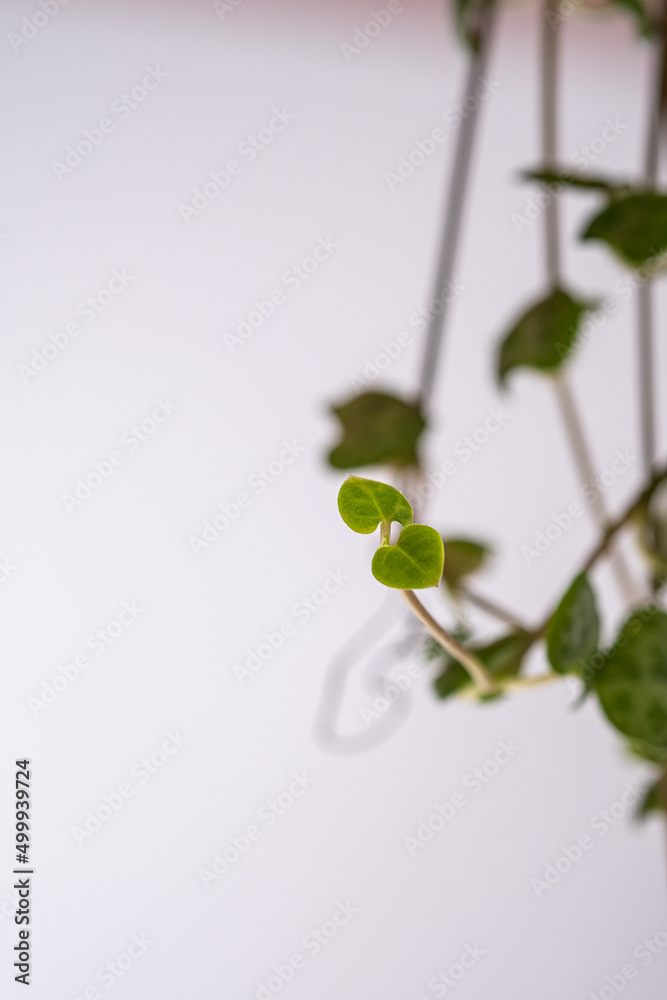 The leaf of the house plant is close. The leaf of the house plant is close.