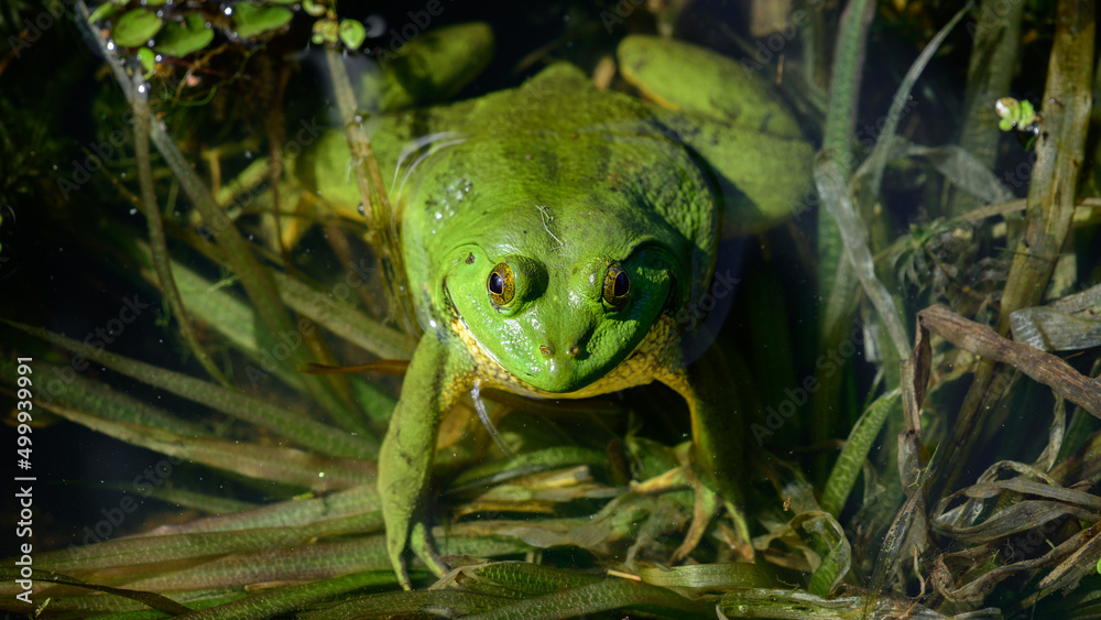 Obraz premium Green pond frog (Euphlyctis Hexadactylus) overhead close-up shot.
