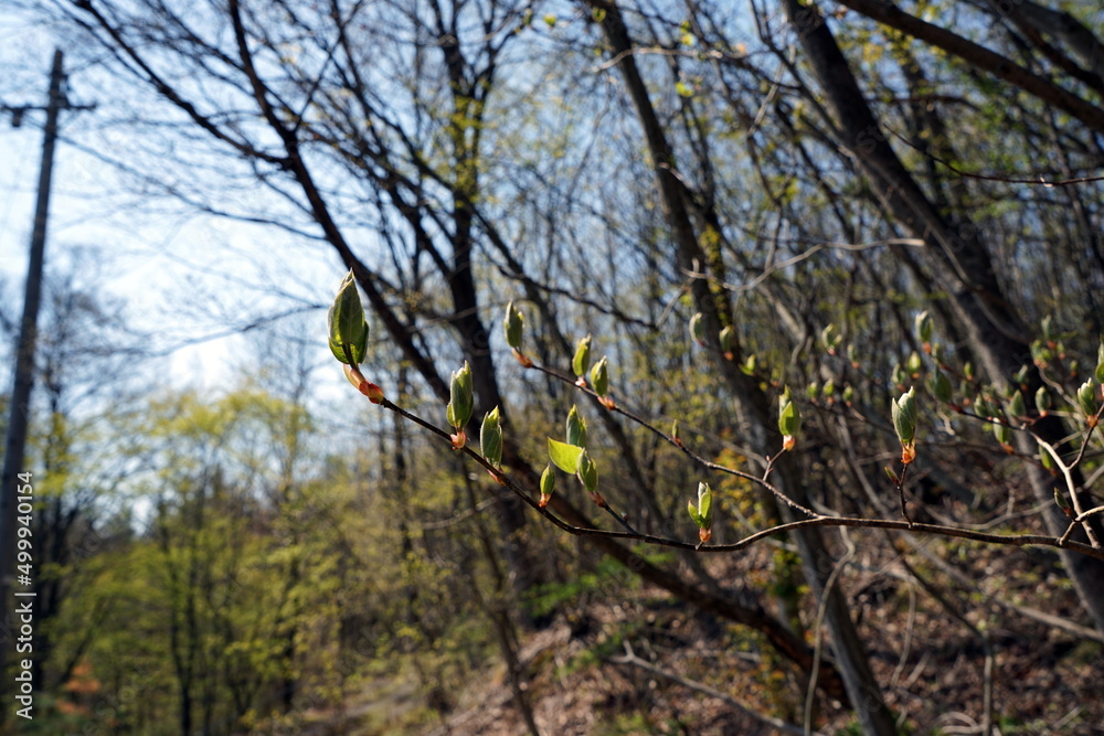 Obraz premium Populus tremula
