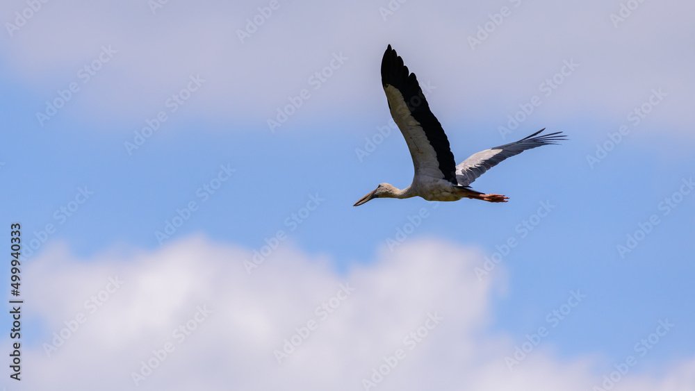 Asian openbill stork in flight. Large wader bird flying photograph. Asian openbill stork in flight. Large wader bird flying photograph.