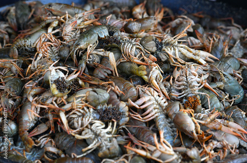 culinary delicacy. Cancer. crayfish in a fish shop.