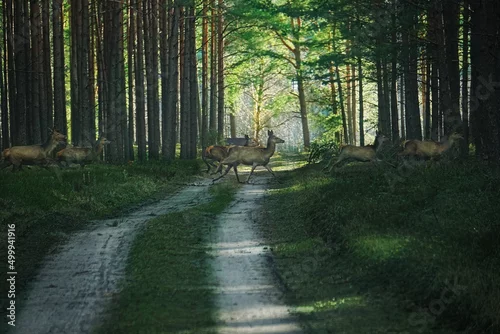 Fototapeta Samice Jelenia