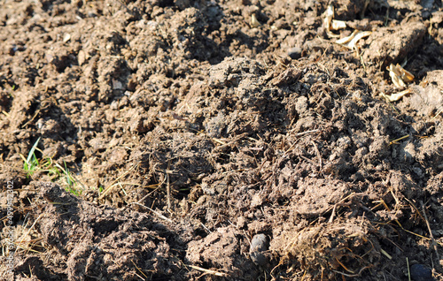 fresh manure just spread in the field to fertilize using natural and non-chemical systems