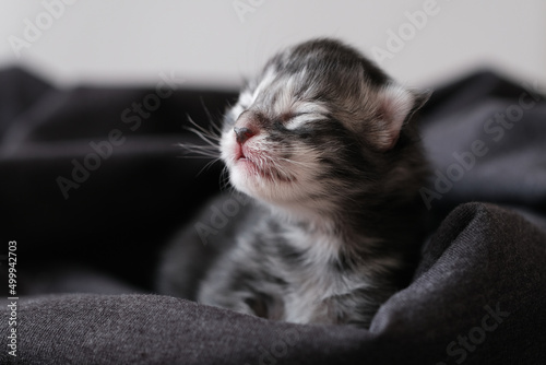 Beautiful newborn Maine Coon kittens with closed eyes. Cute pet blind kids.