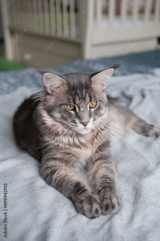A beautiful Maine Coon cat lies in a blanket. Cute pet cat with long hair..
