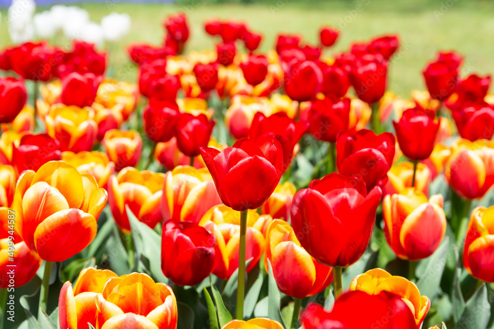 Fototapeta premium 赤いチューリップ畑