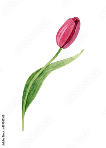 An elegant tulip flower. Pink flower on the leg. Watercolor illustration isolated on a white background.