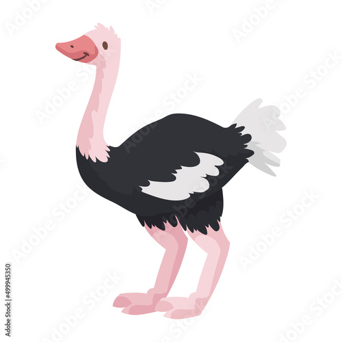 cute ostrich animal kid