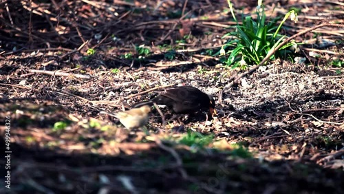 Black Common Blackbird Sitting In Grass. Common Blackbirds Turdus Merula Cabrerae. Black Merl In Park. Ornithology Birdwatching Wildlife In Forest. Europe Turdus Merula In Garden. Black Bird On Grass photo