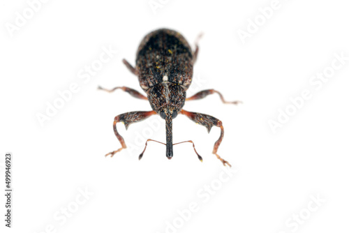 Apple blossom weevil (Anthonomus pomorum). One of the most important pests of apple trees in orchards and gardens. © Tomasz