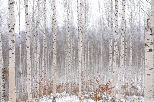 인제 자작나무숲의 풍경 Scenery of Inje Birch Forest