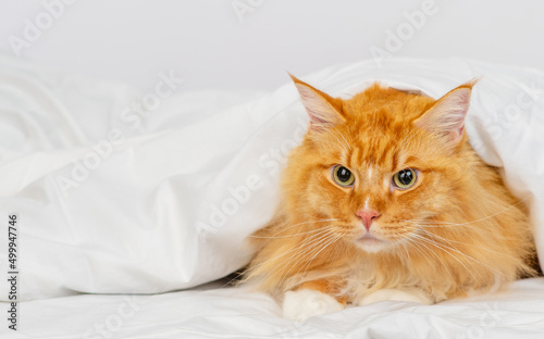 Red Maine Coon cat lying under a white blanket on the bed