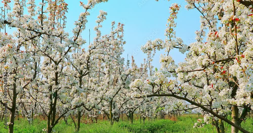 White pear flowers bloom in the spring garden. Beautiful pear blossoms natural landscape in the orchard. 4K real time footage. White pear flowers bloom in the spring garden. Beautiful pear blossoms natural landscape in the orchard. 4K real time footage.