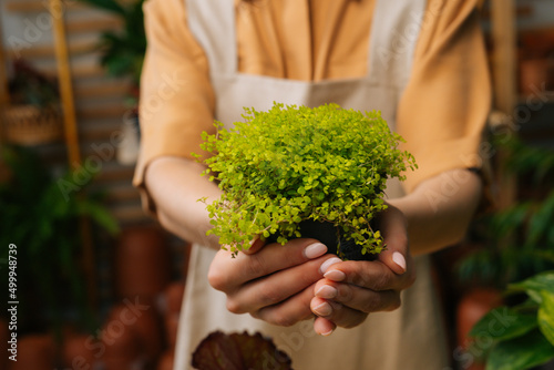 Closeup cropped shot of unrecognizable female florist in apron holding in hands pot with Soleirolia plant standing in floral shop, selective focus. Young woman gardener posing with houseplants at home