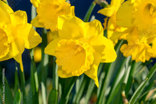 Closeup of Narcissus jonquilla flower.