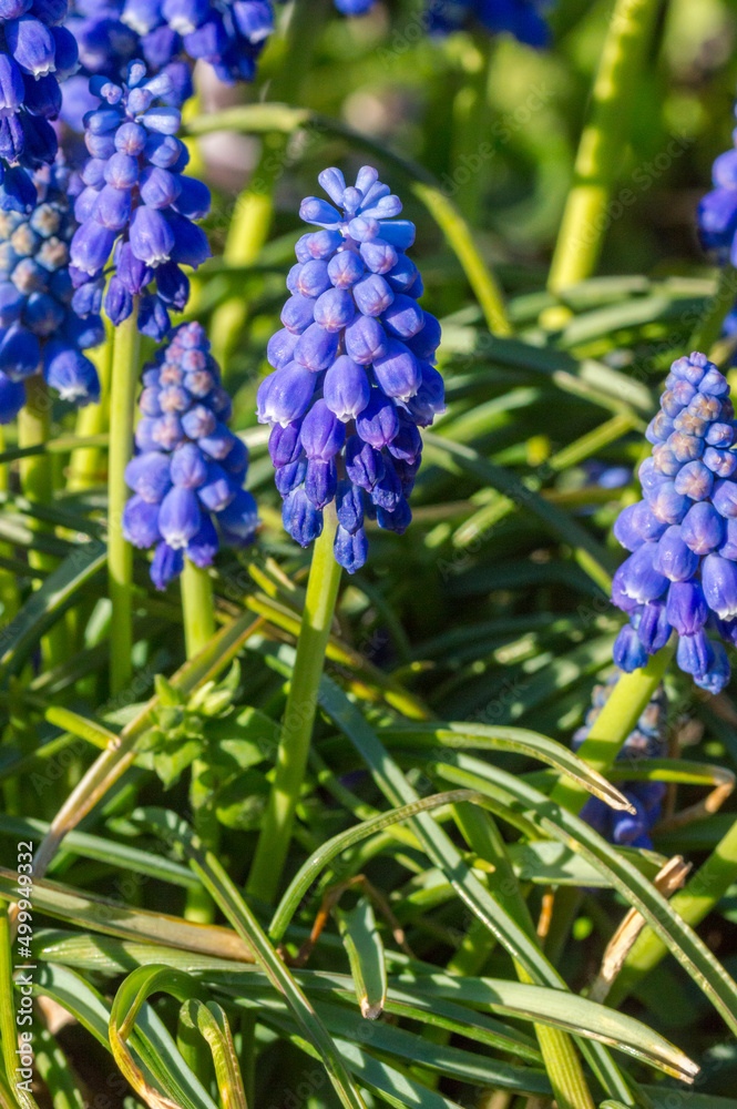 Grape hyacinth flower in the garden. Grape hyacinth flower in the garden.