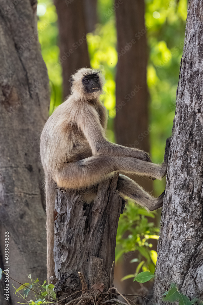 Gray langur, a monkey sitting on a branch, India, Madhya Pradesh 
