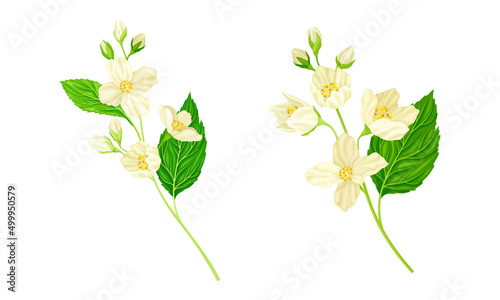Jasmine flowers set. Beautiful spring branches with white flowers and green leaves vector illustration