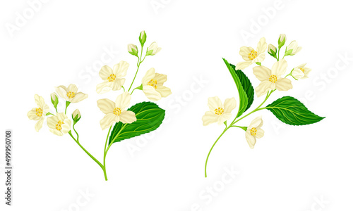 Spring twigs of beautiful white jasmine flowers and green leaves vector illustration © Happypictures