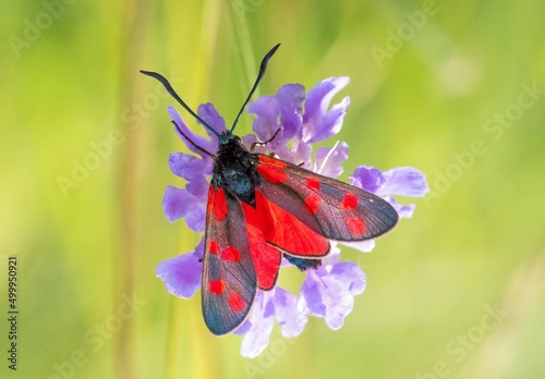 Sechsfleck-Widderchen (Zygaena filipendulae)