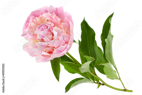 Fototapeta Naklejka Na Ścianę i Meble -  Pink peony flower on white