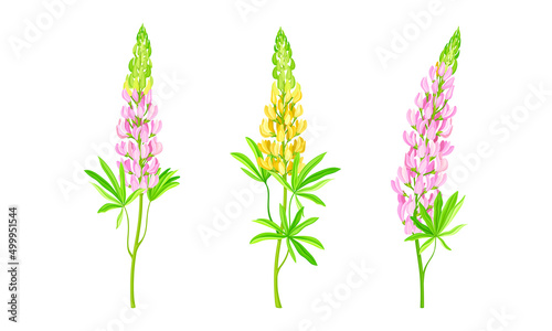 Yellow and pink lupine plants  summer garden or meadow flowers vector illustration