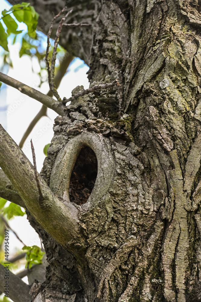 bois arbre environnement printemps ecorce nature bois arbre environnement printemps ecorce nature