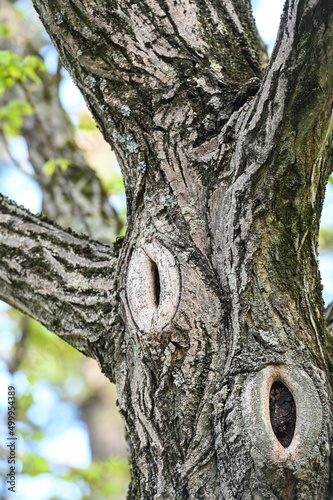 bois arbre environnement printemps ecorce nature  © JeanLuc
