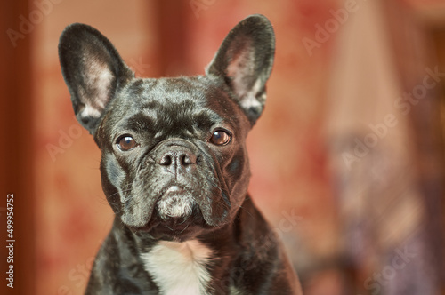 Close-up view of adorable black french bulldog lying on bed with brown background © Степан Хаджи