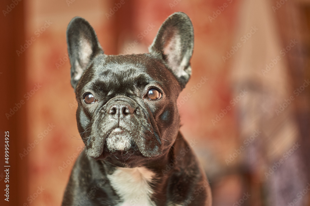 Close-up view of adorable black french bulldog lying on bed with brown background