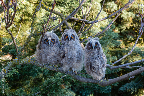 Asio otus. Young Long-eared Owls perched on a tree branch.