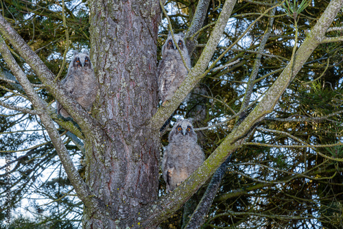 Young long-eared owl camouflaged next to the trunk of a pine tree. Asio otus. photo