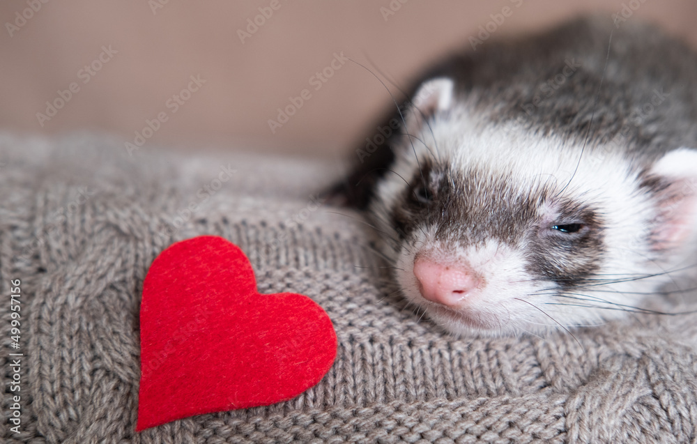Gray-black sable ferret with a heart Domestic ferret concept. Exotic pet care concept. Isolated on background Gray-black sable ferret with a heart Domestic ferret concept. Exotic pet care concept. Isolated on background