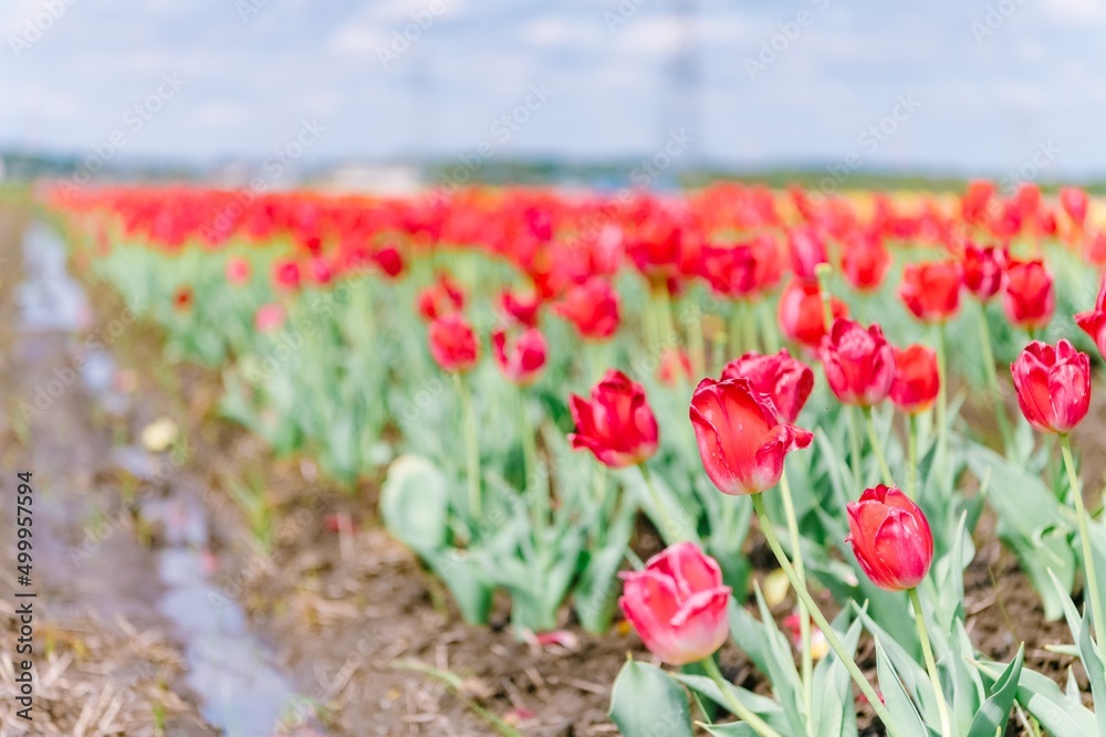 field of tulips