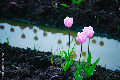 flowers in the water