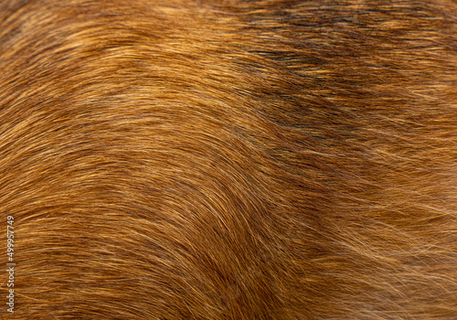 Dog fur textures. Red dog fur natural for backgrounds, textures and wallpapers.