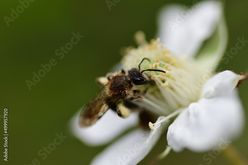 花の蜜をあつめるハナバチ