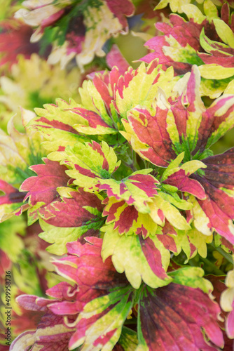 The background image for the work is the leaves of the coleus plant.