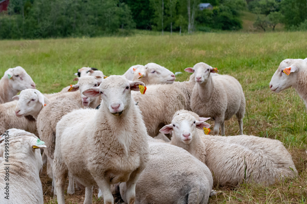 Obraz premium A group of sheeps with funny faces