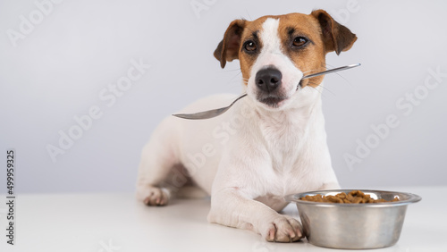 Jack Russell Terrier dog lies near a bowl of dry food and holds a spoon in his mouth on a white background.