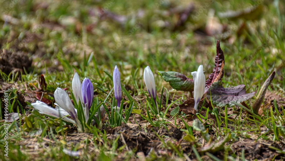 Obraz premium Krokus, Wiese, Krokusse, violett, weiß, Blume, Frühblüher, Naturschutz, geschützt, Blüte, Blumenwiese, Schwertlilie, Schwertliliengewächs, Alm, Almwiese, Gras, Crocus, ausdauernd, krautig, frisch, krä