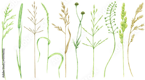 Watercolor green grass, wild meadow herbal illustration, cereal wild plants, floral hand drawn spring summer natural herbs isolated on white background