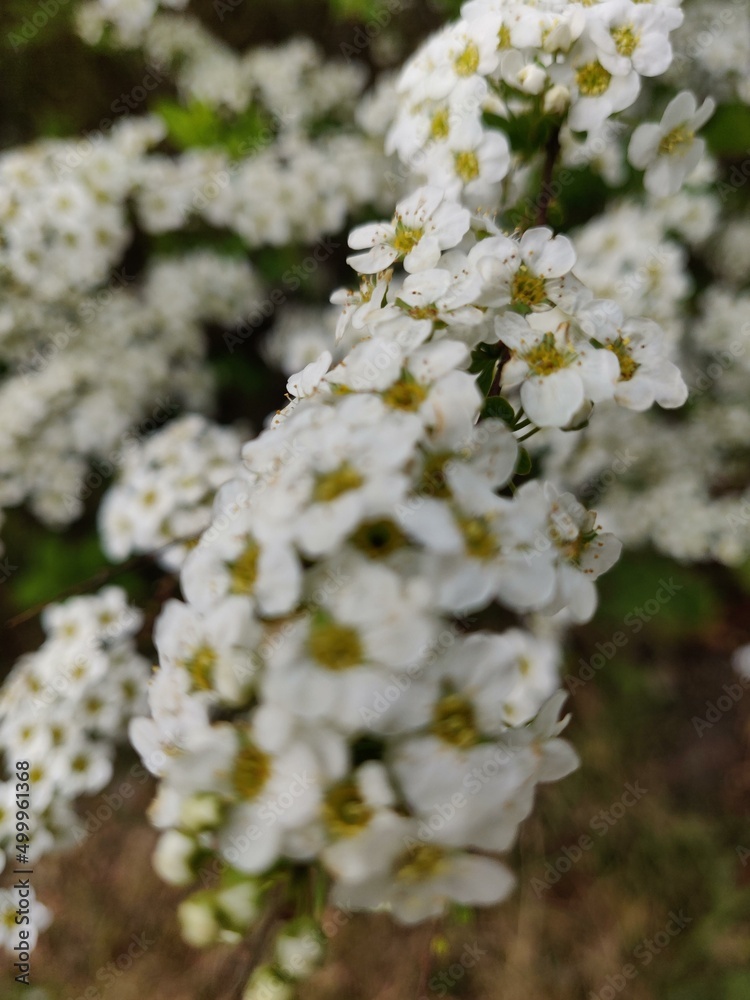 blooming tree blooming tree