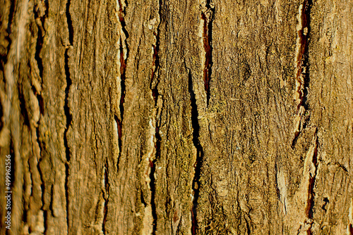 This is the texture of a young Moringa tree, found in Indonesia