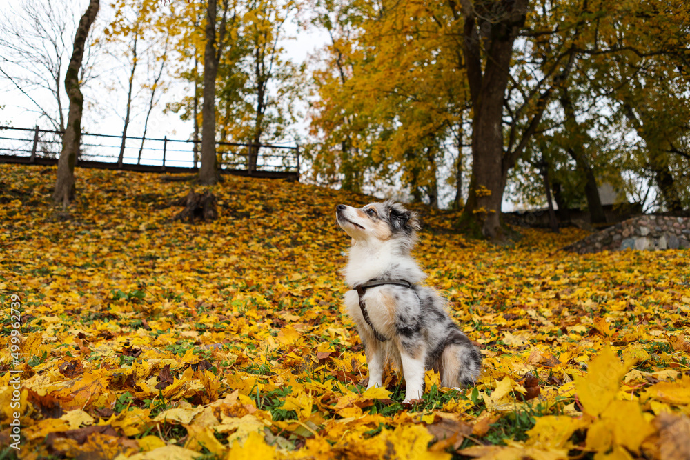 Blue merle shetland sheepdog sheltie puppy in background of yellow leaves.