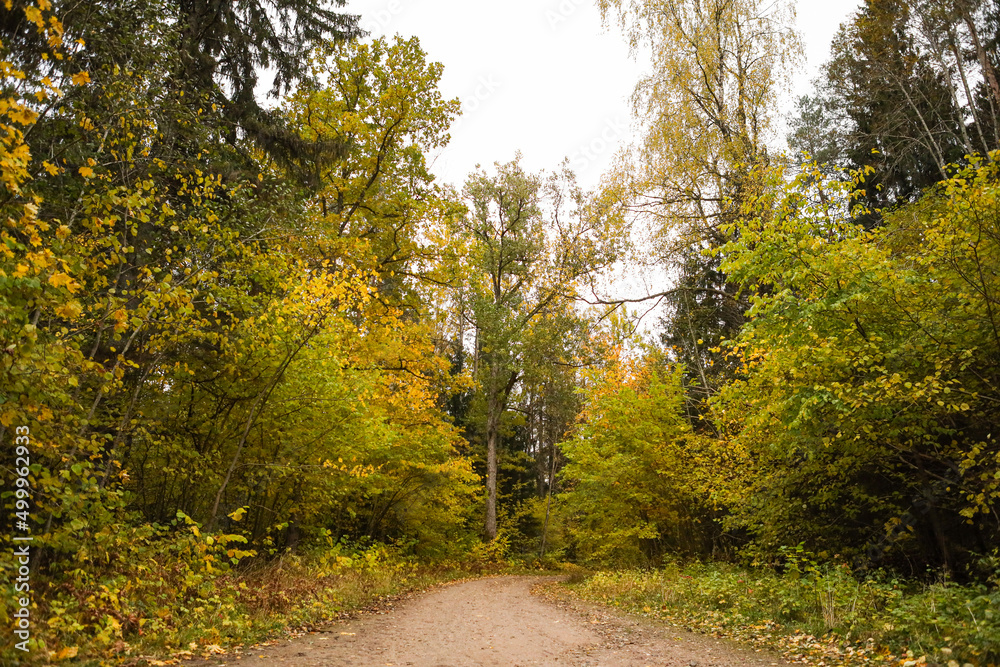 Obraz premium Beautiful autumn view of old gravel road through lovely view of shiny autumn forest in orange, yellow colors.